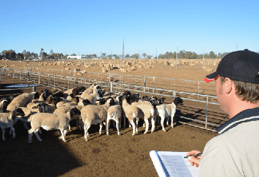 cert3-meat-process-slaughtering